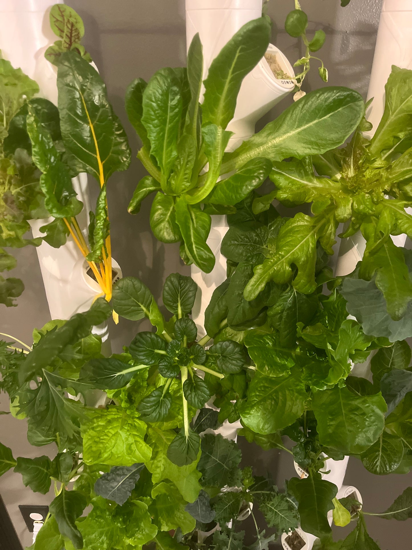 Garden Consultation Service