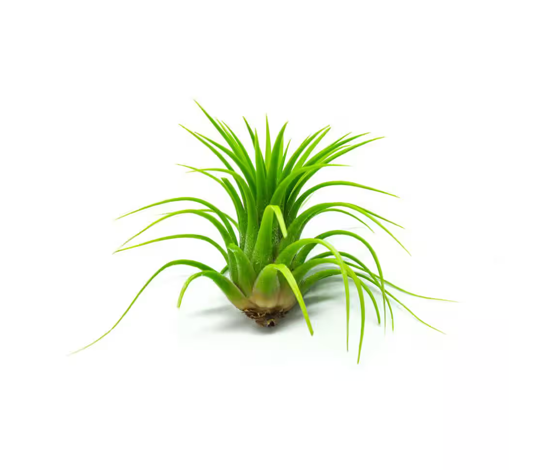 Air Plants