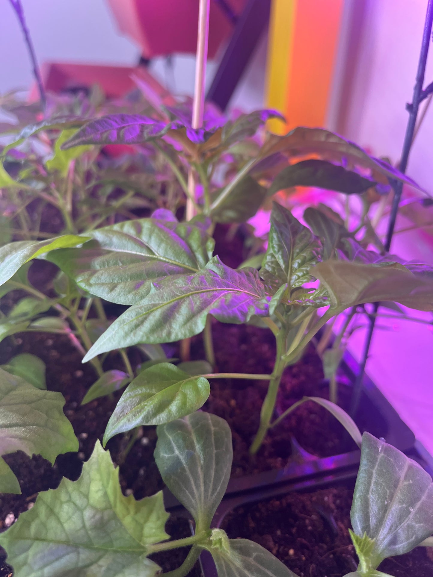 Starter Plants