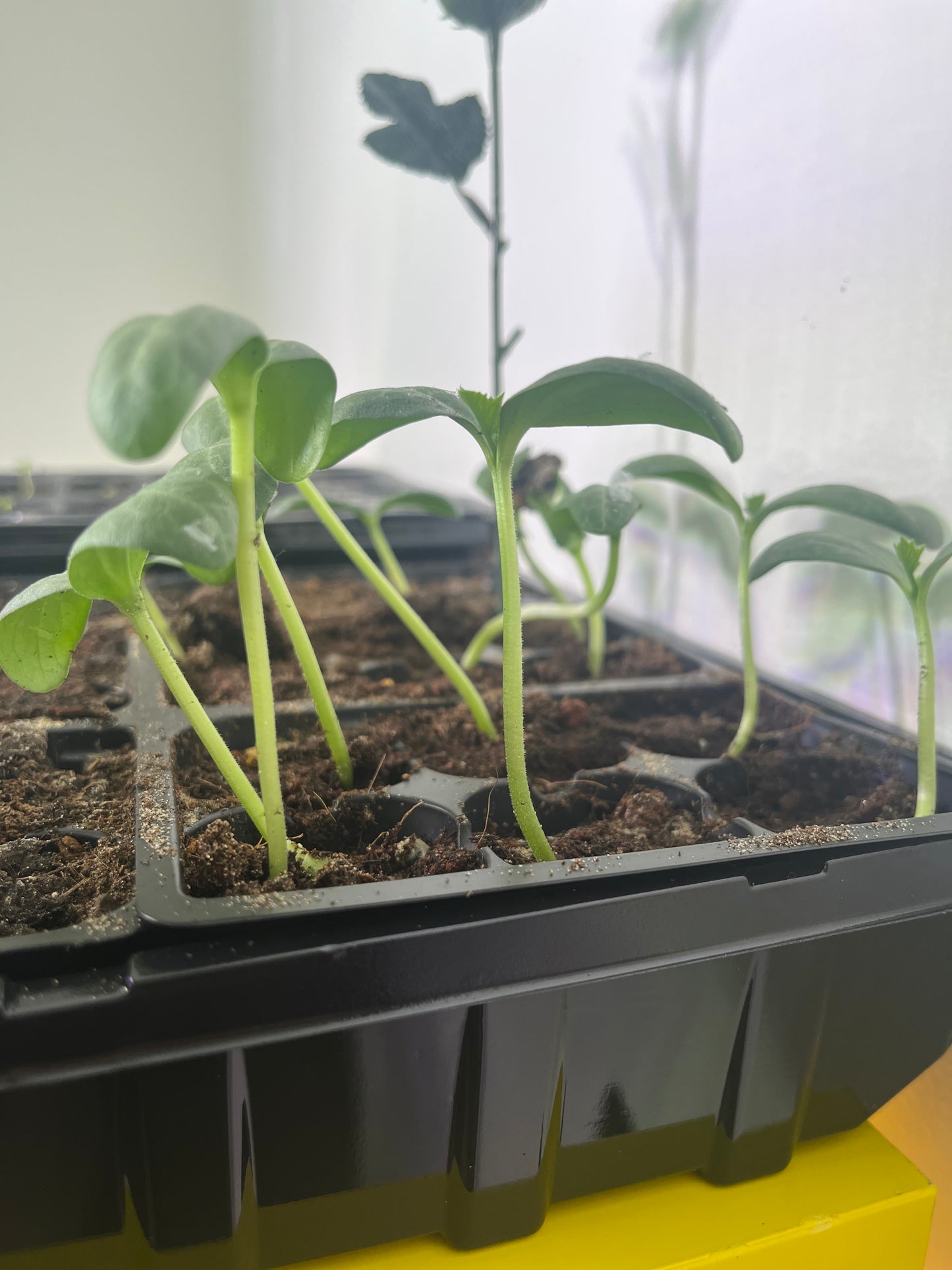 Starter Plants