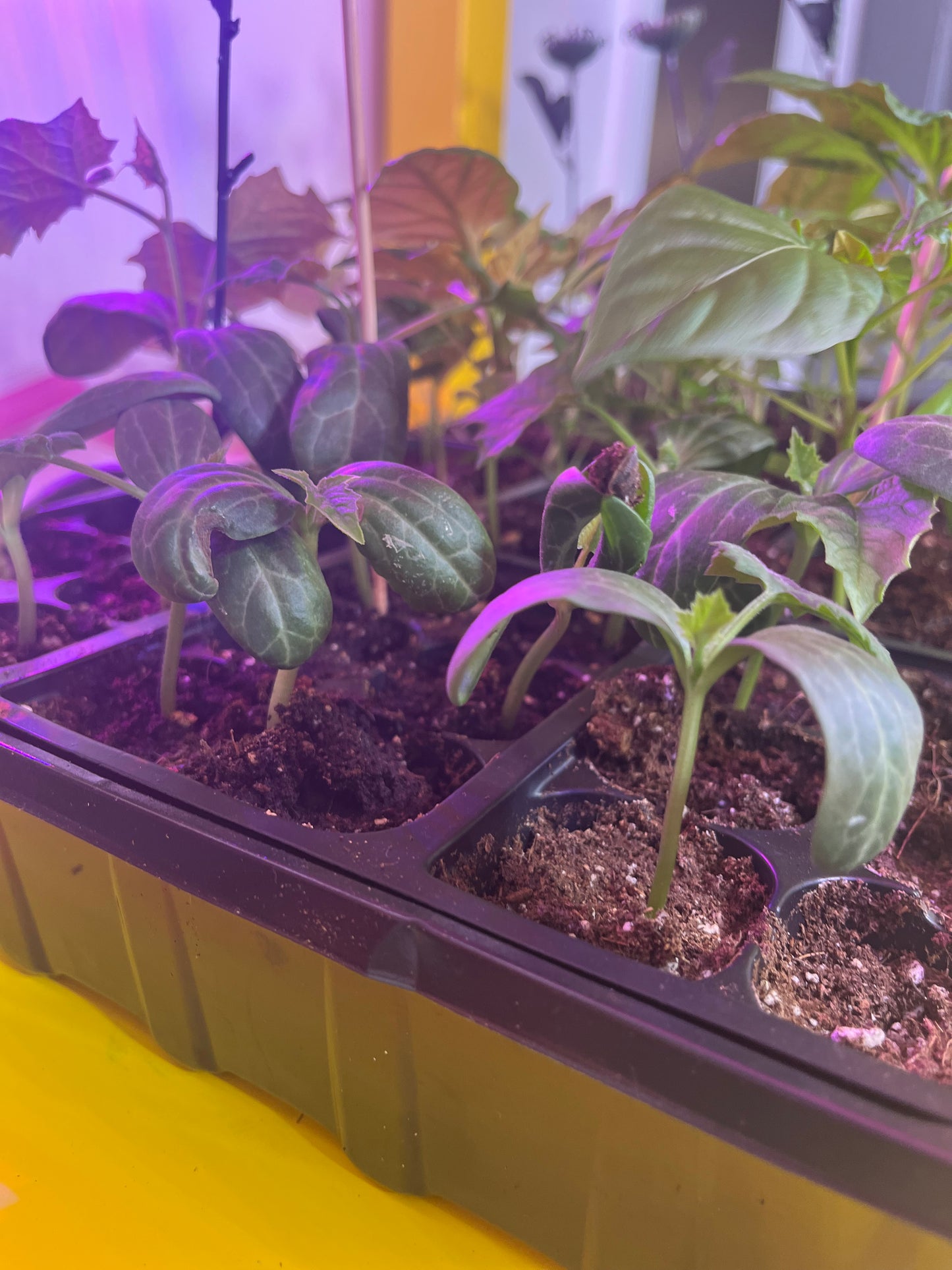 Starter Plants