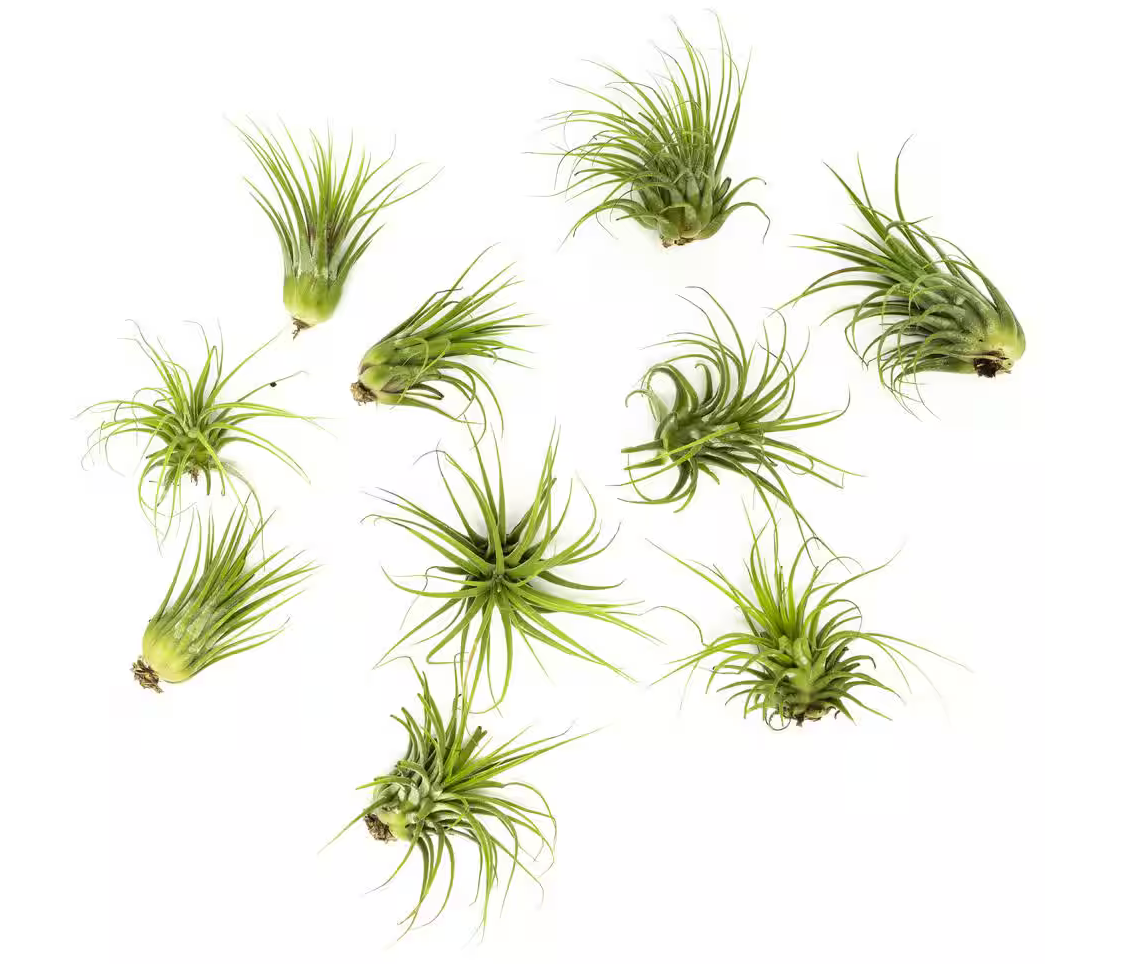 Air Plants