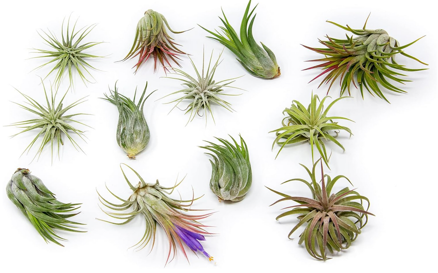 Air Plants