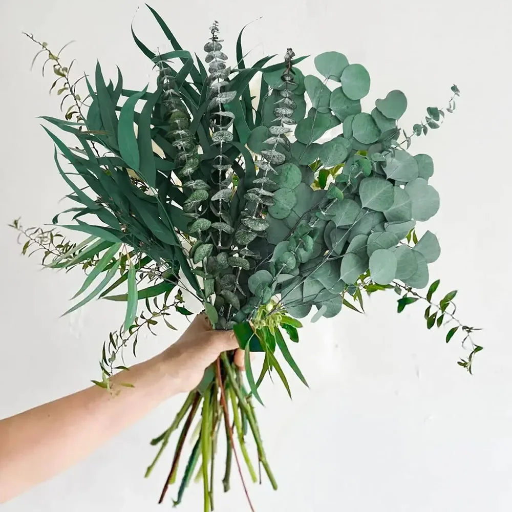 Dried Flowers Fresh Eucalyptus Leaves Green Plants for Shower Bundle Natural Eucalyptus Greenery Branches Vase Home Decoration